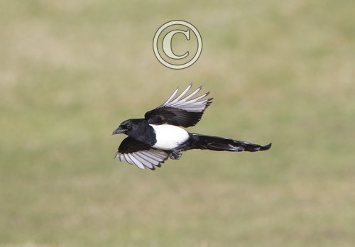 Magpie in Flight 7 DM0108